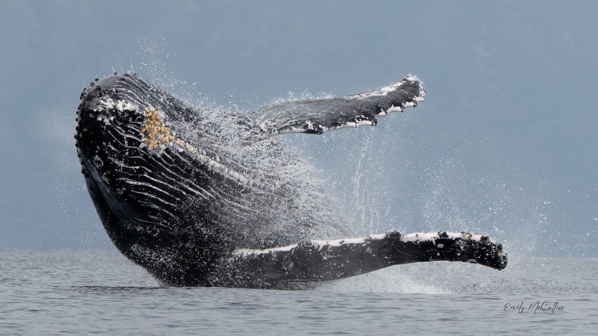 Project Pitch -Maui Whales & Ocean Tales